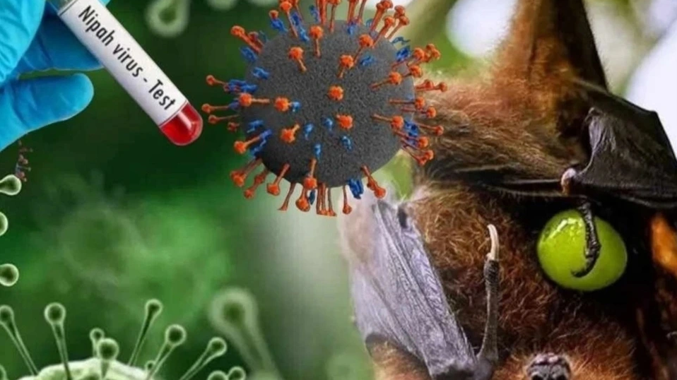 Chủ động phòng tránh virus Nipah